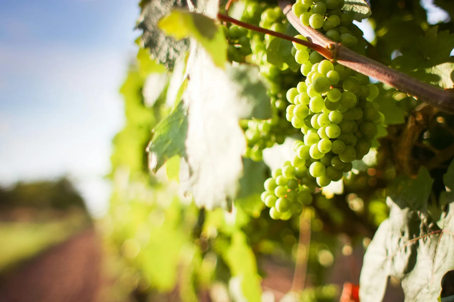 Santorini Wine Culture: Exploring the Best Wineries